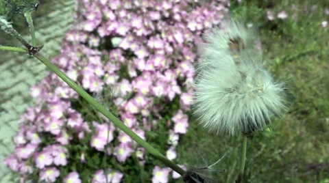 Blowball Dandelion after wind Vídeo Stock 62654963