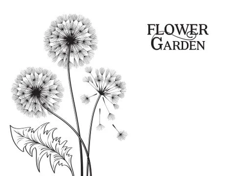 Blowball flower Stock Illustration