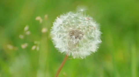 Blowball Stock Footage 293691