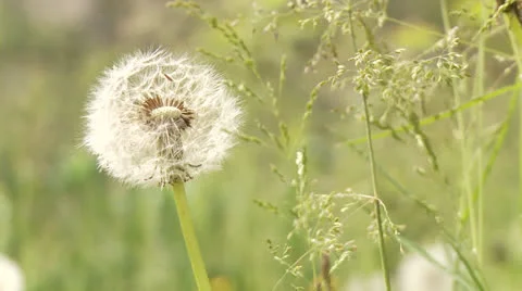 Blowball Stock Footage 24581589