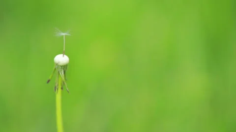 Blowball Video stock 33576031