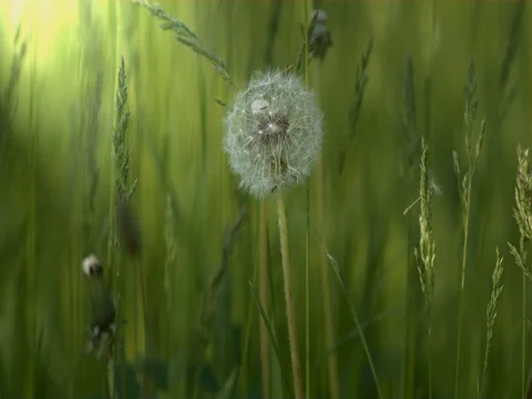 Blowball Stock Footage 75690624