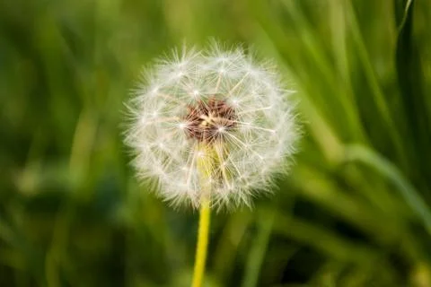 Blowball in the grass Stock Photos