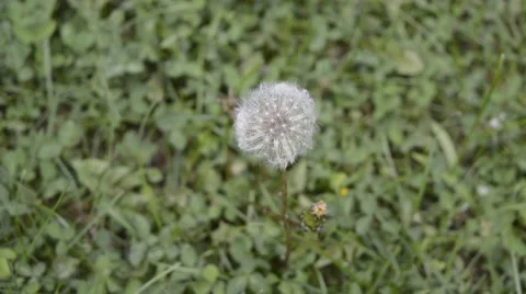 Blowball on grass in wind Video stock 52587605