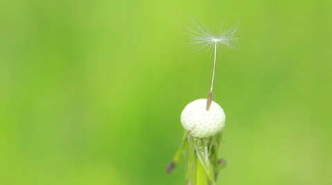 Blowball on a meadow Stock Footage 33212804