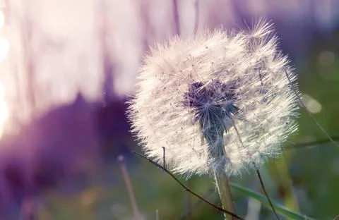 Blowball Stock Photos