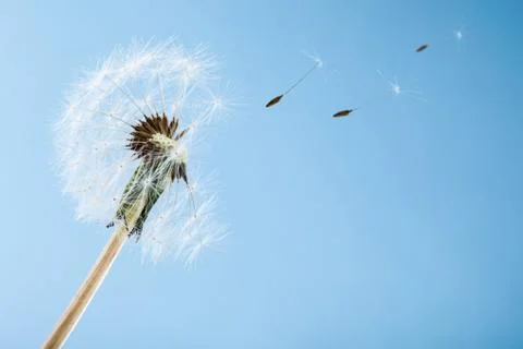Blowball Stock Photos