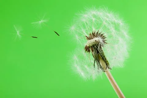 Blowball Stock Photos