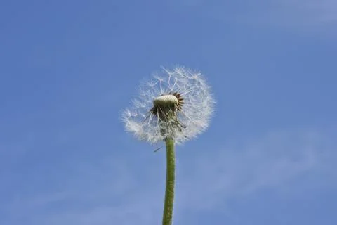 Blowball Foto stock