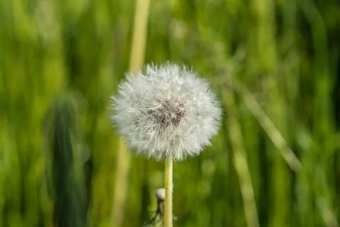 Blowball Stock Photos