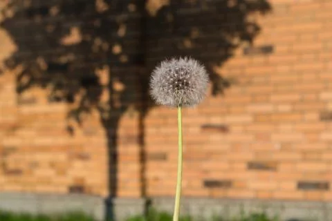 Blowball Stock Photos