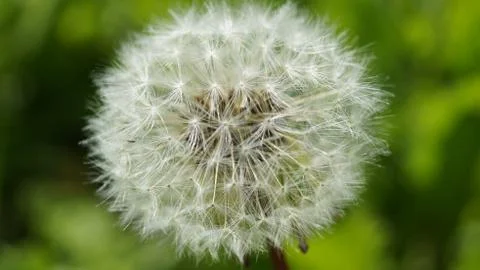 Blowball Stock Photos
