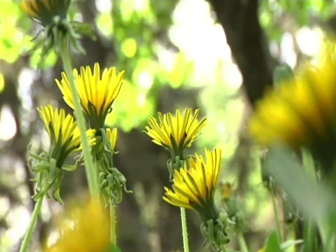 Blowballs 1 Stock Footage 710213