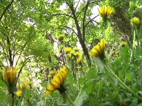 Blowballs 2 Stock Footage 710231