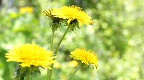 Blowballs Stock Footage 53609305