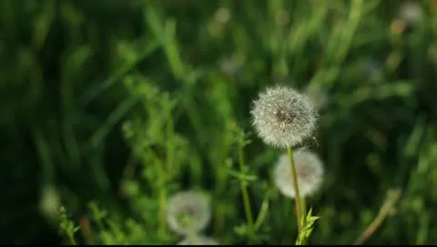 Blowballs in grass Stock Footage 11072453