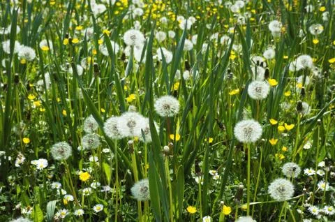 Blowballs Stock Photos