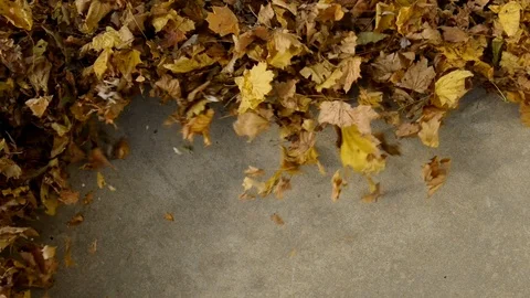 Blower clearing fallen Autumn leaves from a concrete sidewalk. Stock Footage 116728185