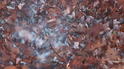 Blower pushing leaves floating on stream Stock Footage 44777180
