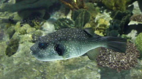 Blowfish in aquarium Stock Footage 54807988