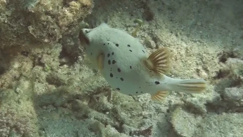 Blowfish - Kugelfisch 1 Video stock 102953077