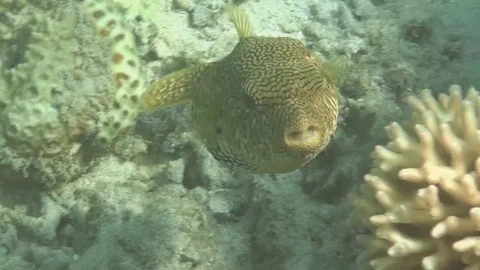 Blowfish - Kugelfisch 2 Video stock 102953084