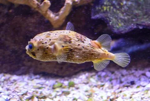 Blowfish Stock Photos