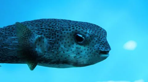 Blowfish Stock Photos