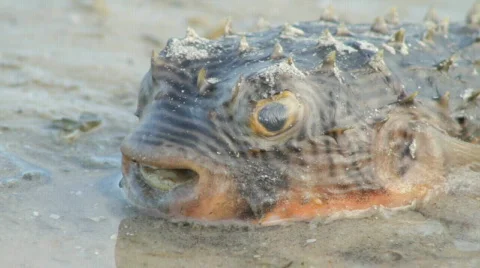 Blowfishdead Stock Footage 609798