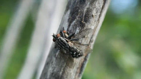 Blowflies coupling on tree in Brembo Park Video stock 129787446