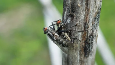 Blowflies coupling on tree in Brembo Park Stock Footage 129801323
