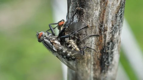 Blowflies coupling on tree Stock Footage 129787626