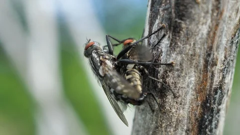 Blowflies coupling on tree Stock Footage 129801868
