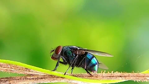 Blowfly (Calliphoridae) Crawling on Dry Stem 2K Slow Motion 库存影片 346288089