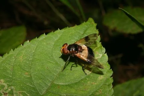 Blowfly (calliphoridae) Stock Photos