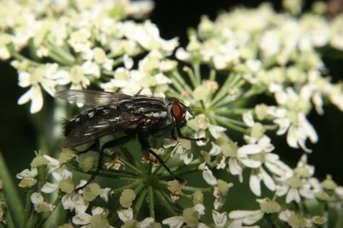Blowfly (calliphoridae) Stock Photos