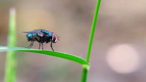 Blowfly (Chrysomya) Perching on Green Leaf 4K Slow Motion Copy Space Stock Footage 346366599