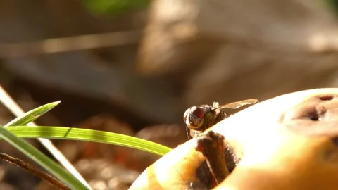 Blowfly insect moving on decaying apple fruit in grass 스톡 동영상 335958342