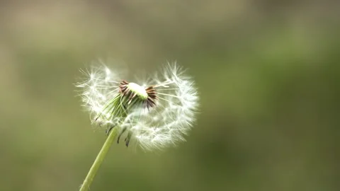 Blowing away dandelions with the wind Stock Footage 244979178