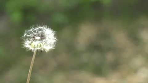 Blowing away dandelions with the wind Stock Footage 244981380