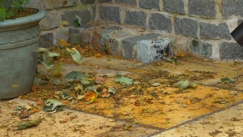Blowing away leaves Stock Footage 94629752