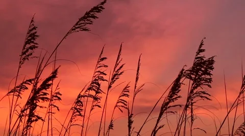 Blowing Beach Grasses Stock Footage 8554934