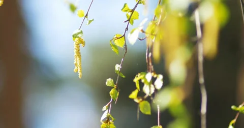 Blowing birch Stock Footage 38845359