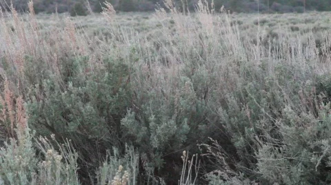 Blowing Brush Stock Footage 740440