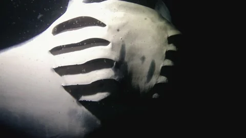 Blowing bubbles from his gills, one of a pair of manta rays roll together 스톡 동영상 148471516
