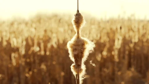 Blowing Bulrush Seeds on Wind Stock Footage 89917937
