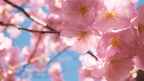 Blowing Cherry Blossom or Sakura Flowers... | Stock Video | Pond5