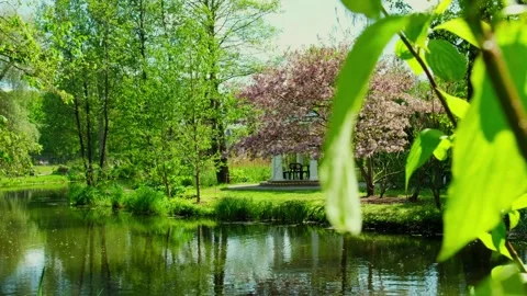 Blowing Cherry Blossoms under Blue Sky in Spring. Fluttering in the Soft Breeze Stock Footage 270754472