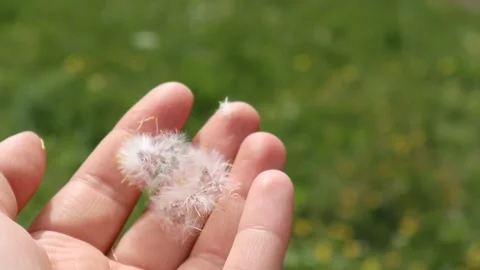 Blowing common dandelion Stock Footage 272162991