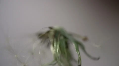 Blowing Dandelion - Abstract Macro 스톡 동영상 54052096